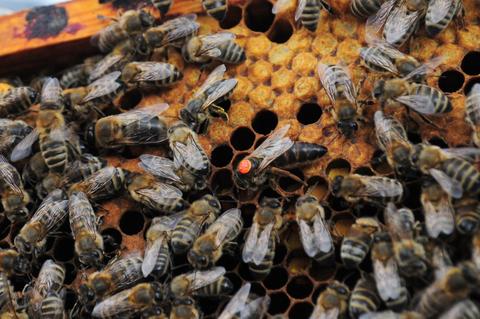 Markierte Bienenkönigin mit Arbeiterinnen auf einer Brutwabe