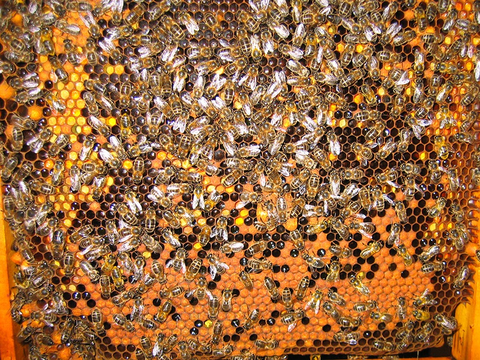 Honigbienen auf einer Wabe mit offenen und verdeckelten Zellen und Pollen