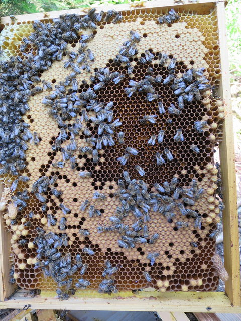 Brutwabe mit Honigbienen und länglichen Königinnenzellen am Wabenrand