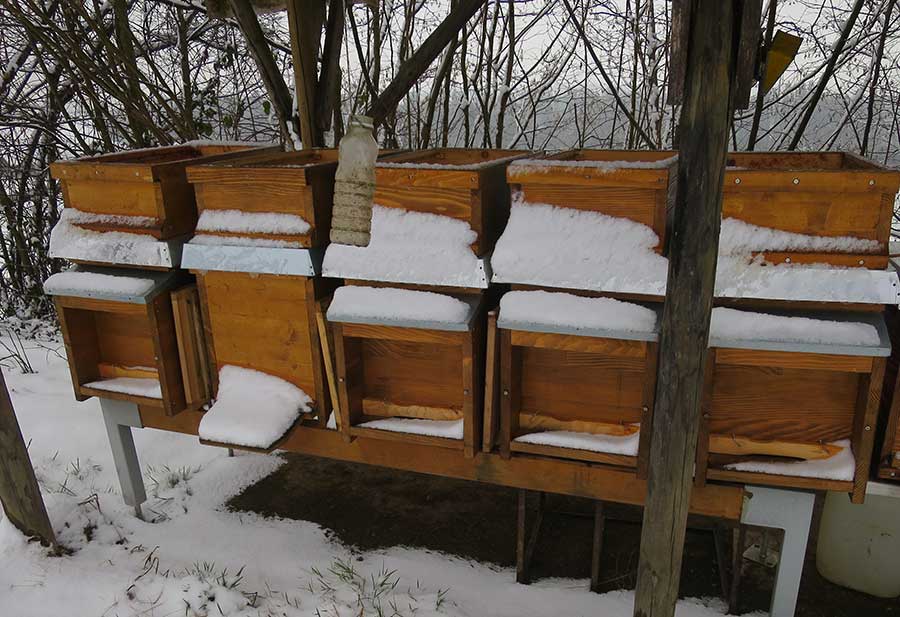 Was Machen Bienen Im Winter Birdybees