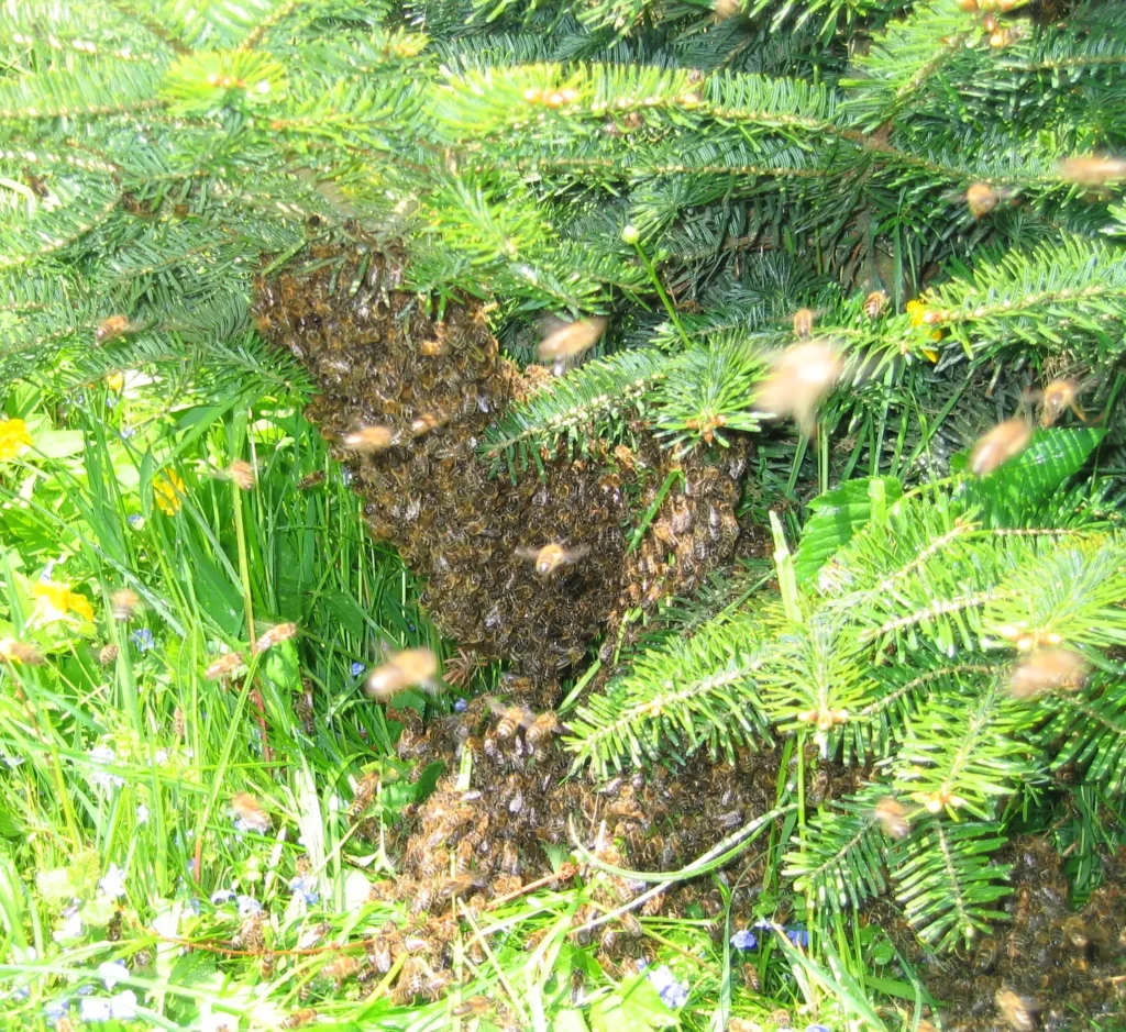 Bienenschwarm hängt als Traube an einem Ast