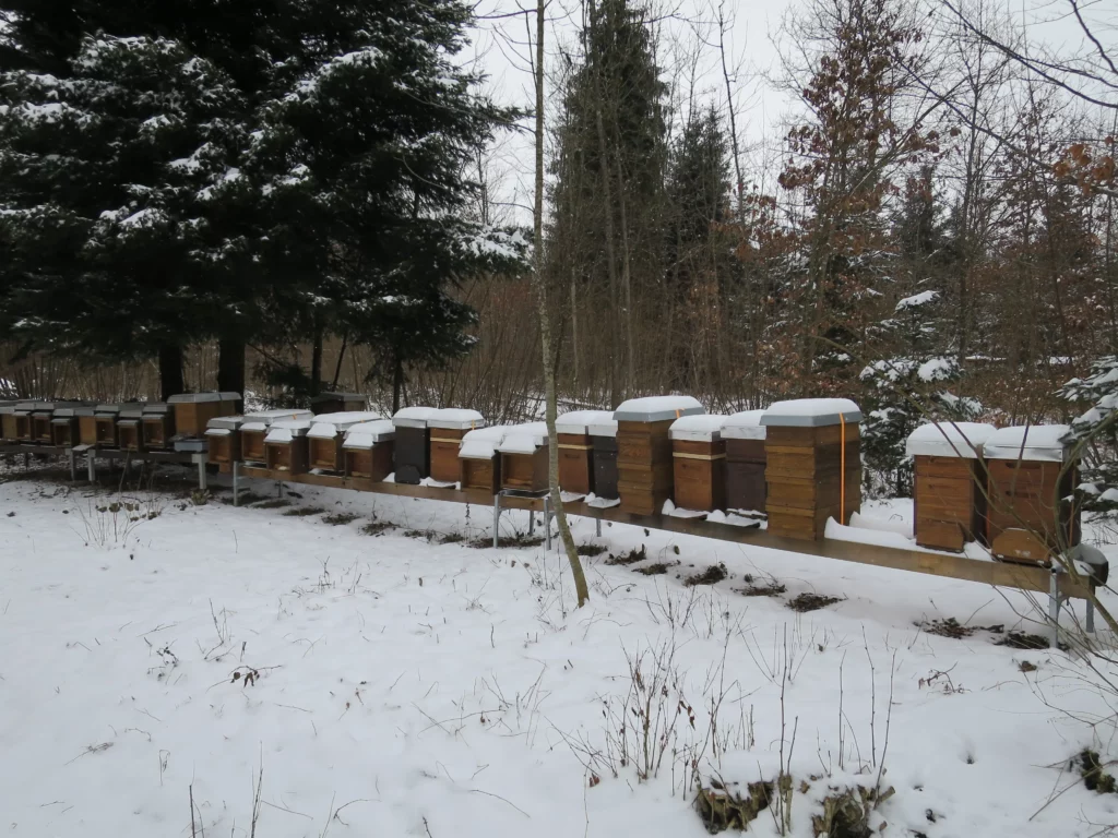 Bienenstand während der Winterruhe