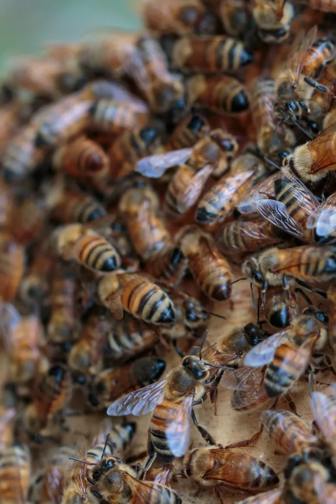 Dicht mit Honigbienen besetzte Wabe