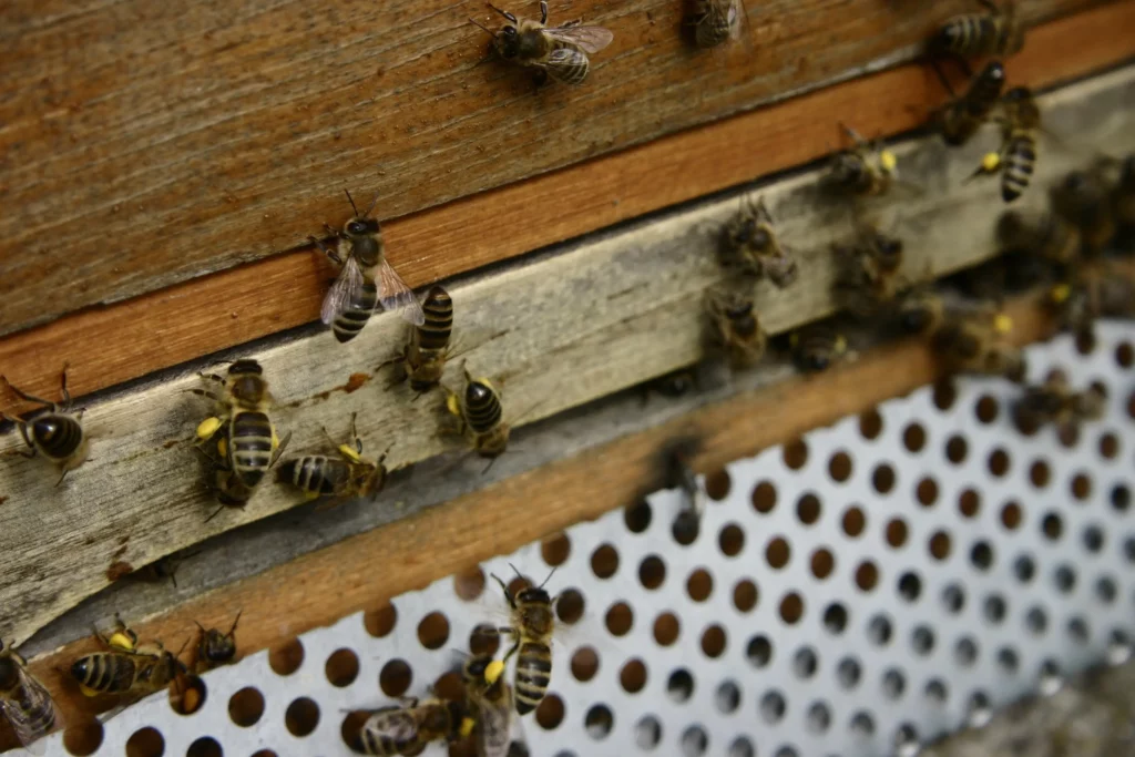 Flugloch eines Bienenstocks mit Mäuseschutz