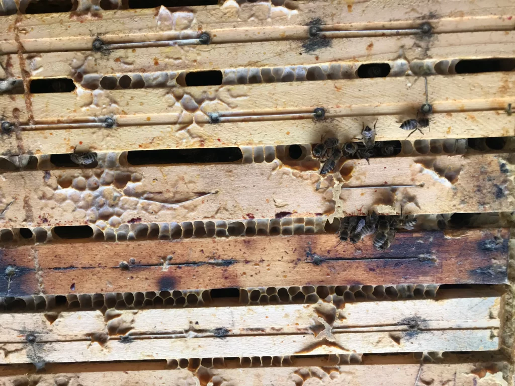 Geöffneter Ablegerkasten mit besetzten Waben