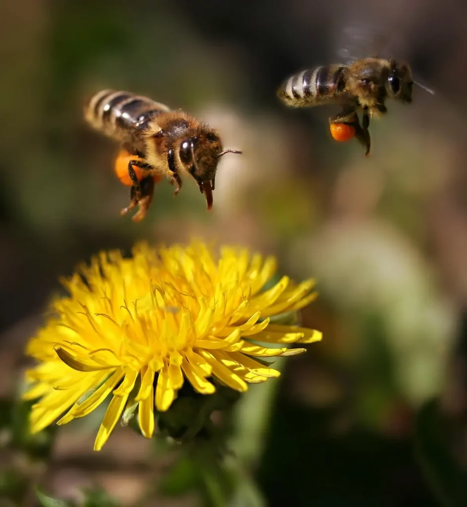 Honigbiene besucht eine blühende Pflanze in Buchrain