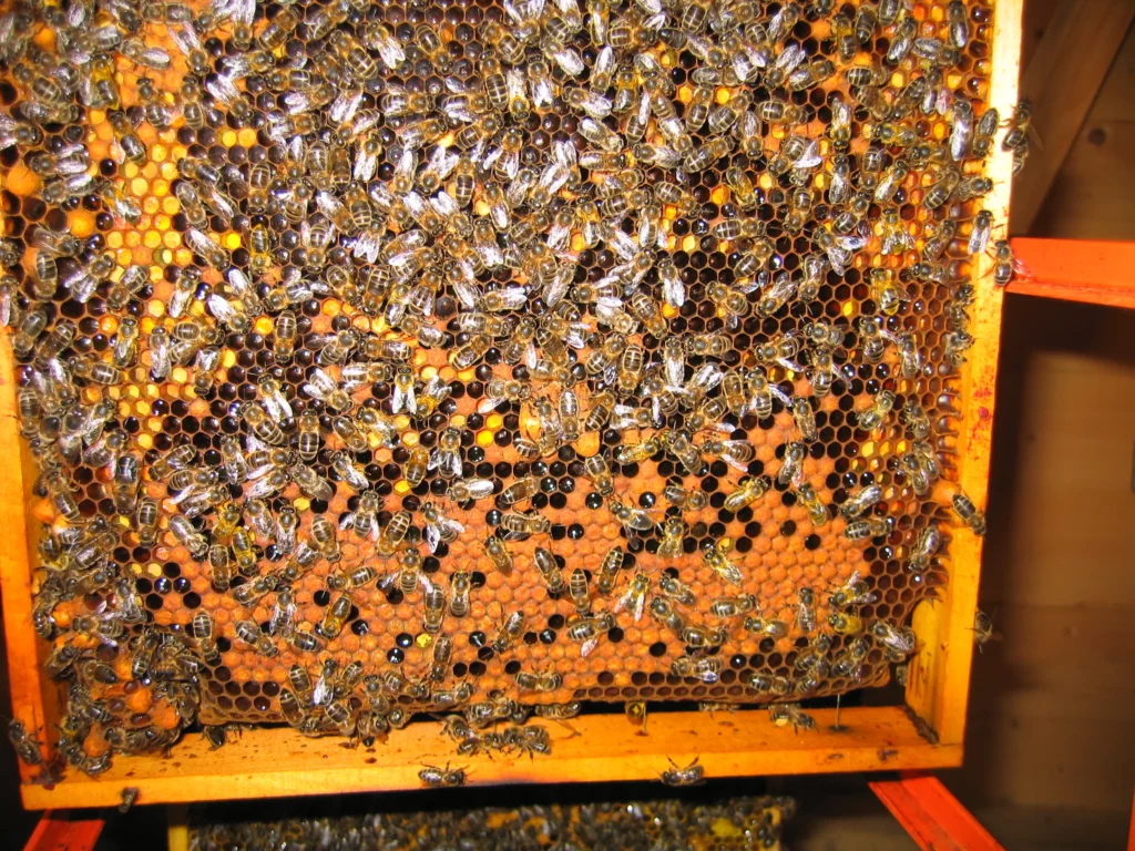 Honigbienen auf einer Brutwabe
