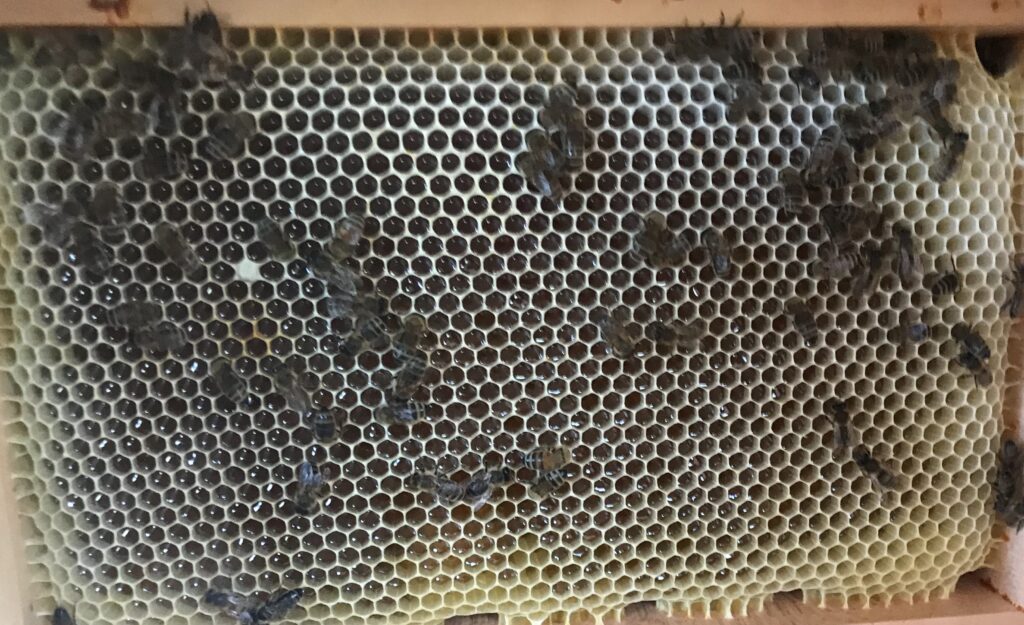 Honigbienen auf einer Wabe mit Futtervorräten