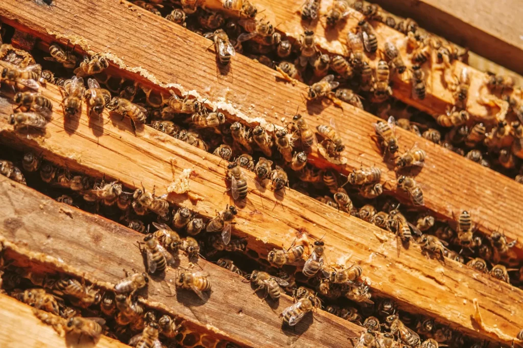 Honigbienen sitzen dicht zusammen zwischen den Waben